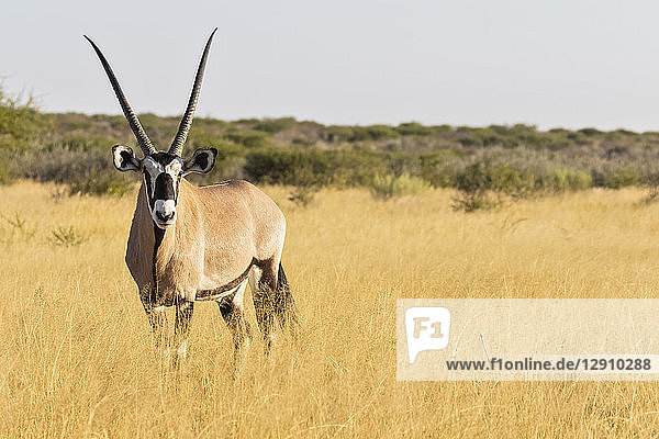 Botswana  Kalahari  Central Kalahari Game Reserve  Kudu  Tragelaphus strepsiceros