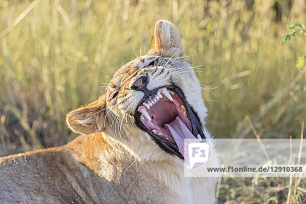 Botswana  Kgalagadi Transfrontier Park  lion  Panthera leo  young animal yawning