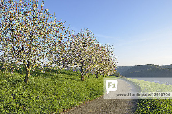 Switzerland  blossoming cherry trees on a meadow besides country road