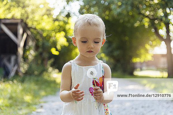 Cute little girl holding blowball outdoors