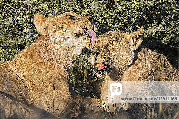 Botswana  Kgalagadi Transfrontier Park  grooming lioness