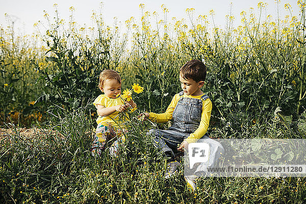 Little boy and baby girl sitting on a meadow with bunch of picked flowers
