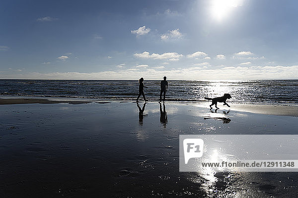 Young couple walking with their dog on the beach