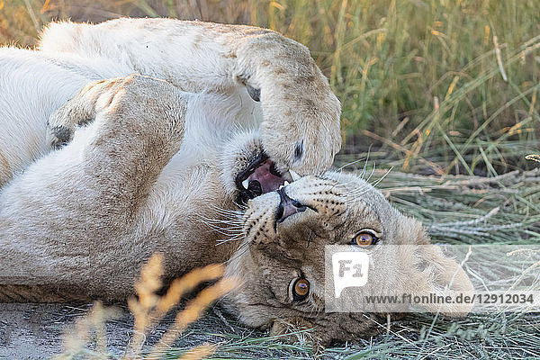 Botswana  Kgalagadi Transfrontier Park  young lion lying  Panthera leo