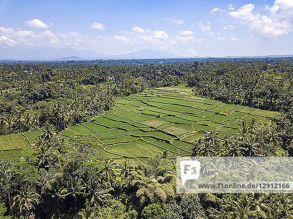 Indonesia  Bali  Ubud  Aerial view of rice fields
