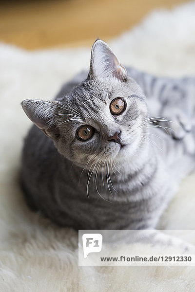 Portrait of tabby British shorthair kitten