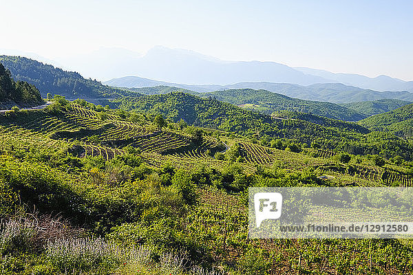 Albania  Qark Korca  Kolonje  Leskovik  vineyard