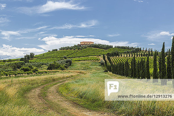 Italy  Tuscany  Monsummano Terme  vineyards