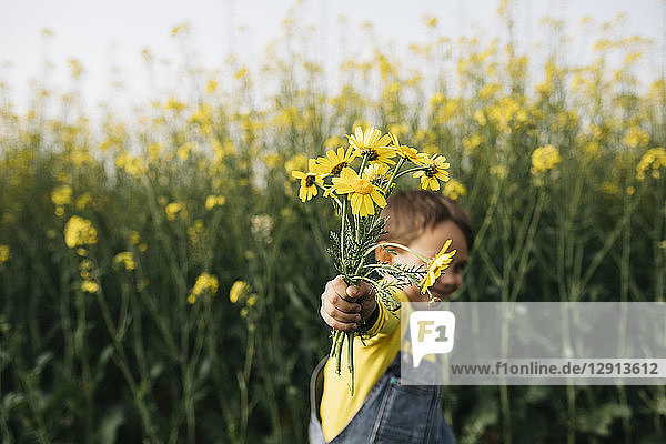 Little boy's hand holding picked yellow flowers in front of rape field