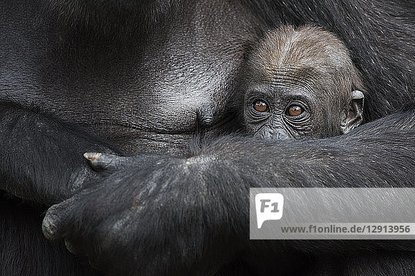 Gorilla baby hinding in mother's arms
