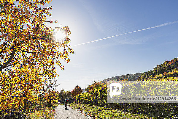 Germany  Rhineland Palatinate  Pfalz  hiker on wine-route-hiking-trail  vineyards and cherry trees in autumn colours