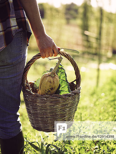 Woman carrying basket of harvested vegetables  partial view