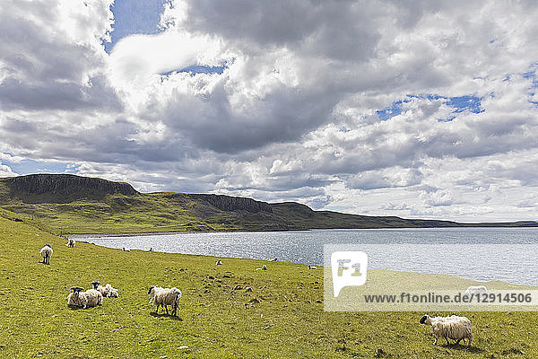 UK  Scotland  Inner Hebrides  Isle of Skye  sheep at Duntulm sea viewpoint