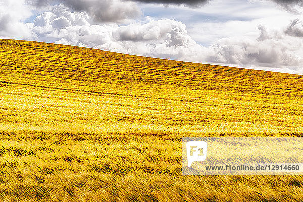 UK  Scotland  East Lothian  field of barley