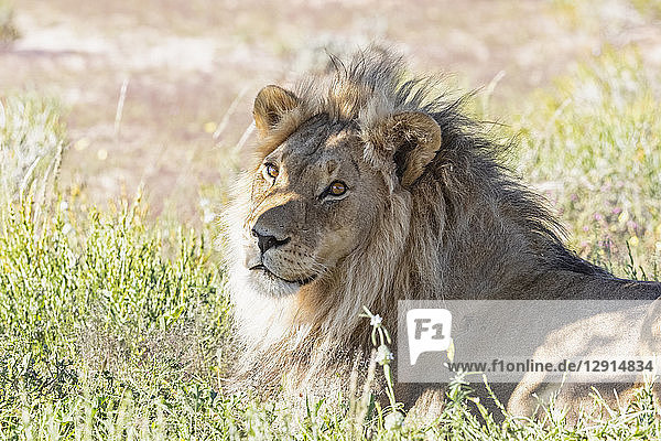 Botswana  Kgalagadi Transfrontier Park  lion  Panthera leo  male