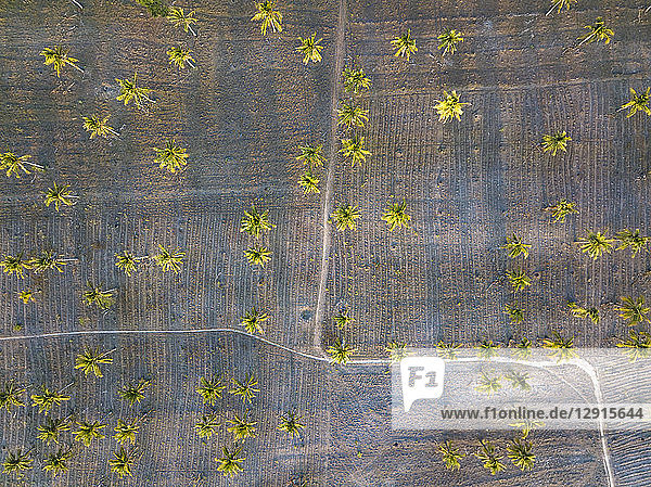Indonesia  Lombok  Aerial view of palms and ways