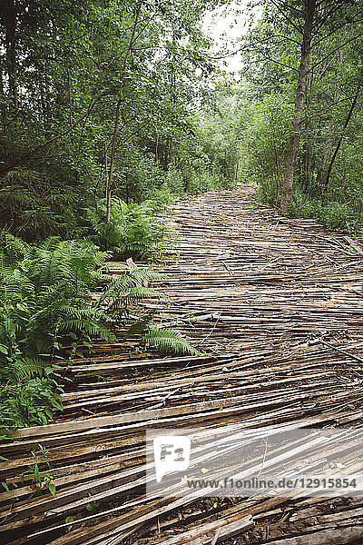 Russia  road with wood in forest
