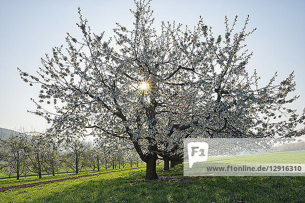 Switzerland  blossoming cherry trees on a meadow at backlight