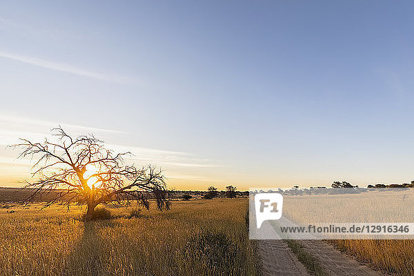 Botswana  Kgalagadi Transfrontier Park  Kalahari  gravel road and camelthorns at sunset