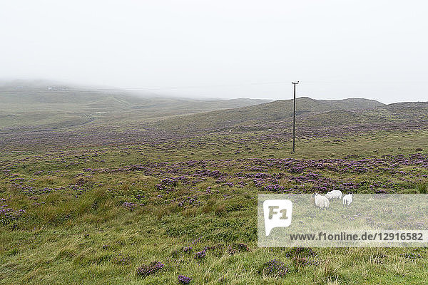 UK  Scotland  Isle of Skye  sheep on pasture