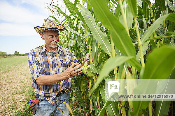 Farmer at cornfield examining maize plants