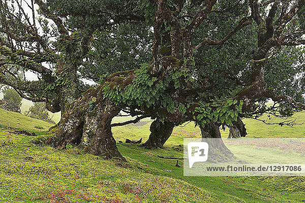 Portugal  Madeira  Fanal  Laurel forest