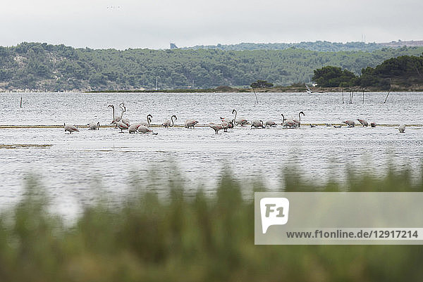 France  Narbonne  Etang de la Seche  Flamingos in lake
