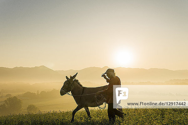 Italy  Tuscany  Borgo San Lorenzo  senior man walking with donkey in field at sunrise above rural landscape