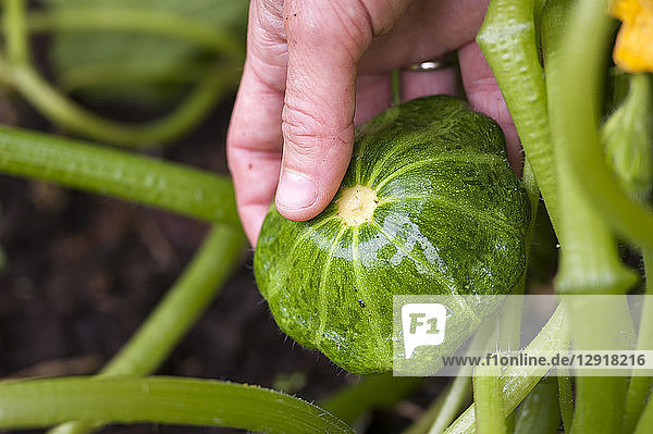 Hand of gardener touching growing¬Ýsummer squash  Halifax  Nova¬ÝScotia  Canada
