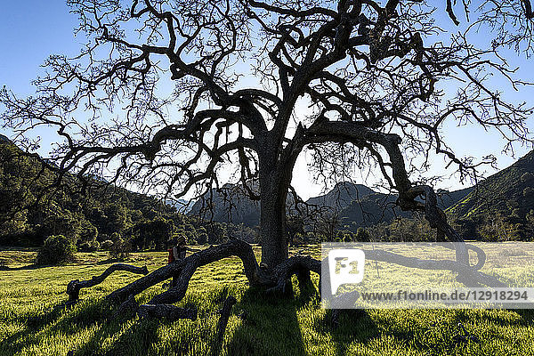 Scenic landscape with man standing near oak tree Malibu California USA