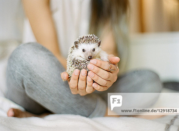 Low section of woman holding hedgehog while sitting on bed