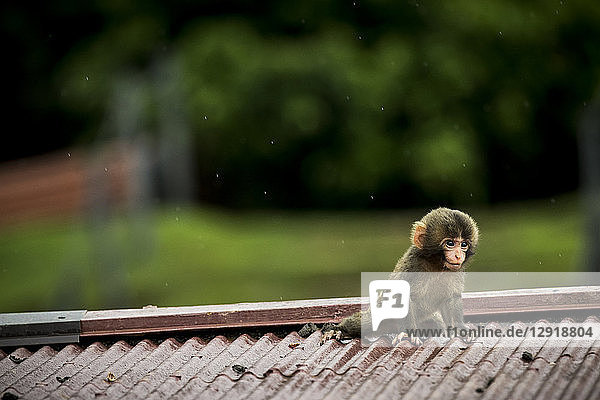 Porträt eines Affenbabys  das auf dem Dach sitzt und wegschaut  Arashiyama  Kyoto  Japan