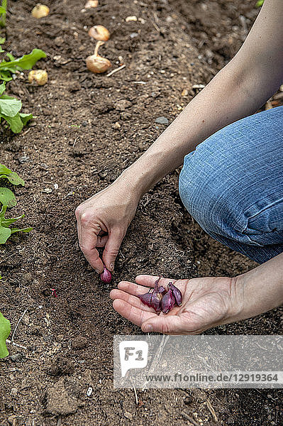 Hände einer Gärtnerin beim Pflanzen von Zwiebeln im Garten  Halifax  Nova¬ÝScotia  Kanada
