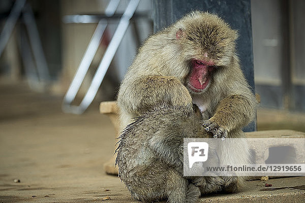 Affenmutter sitzt im Haus und pflegt ihr Baby  Arashiyama  Kyoto  Japan