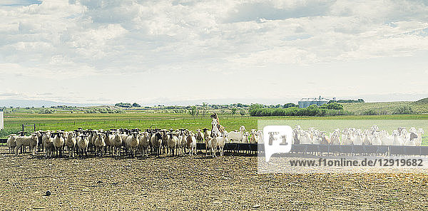 Ländliche Szene mit Schaf-  Ziegen- und Lamaherde  Ralston  Wyoming  USA