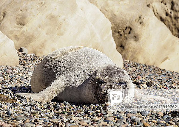 Southern Elephant Seal (Mirounga leonina)  female  Punta Ninfas  Atlantic Coast  Chubut Province  Patagonia  Argentina  South America