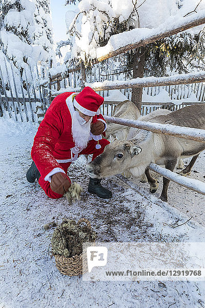 Weihnachtsmann füttert Rentiere  Ruka (Kuusamo)  Region Nordösterbotten  Lappland  Finnland