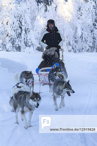 Hundeschlittenfahrt  Kuusamo  Region Nordösterbotten  Lappland  Finnland