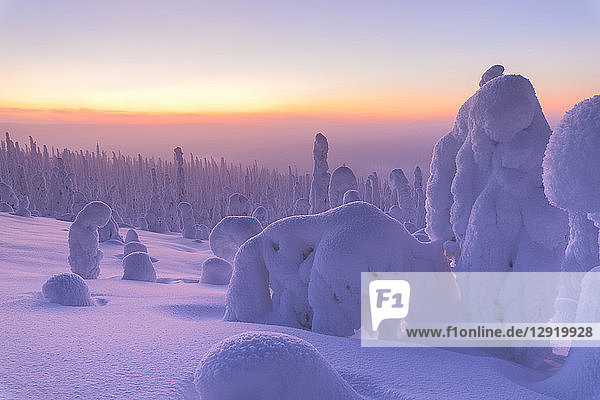 Sonnenaufgang auf gefrorenen Bäumen  Riisitunturi-Nationalpark  Posio  Lappland  Finnland