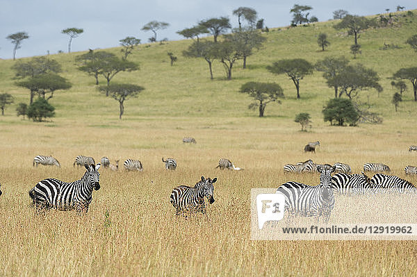 Steppenzebras (Equus quagga) in der Savanne  Seronera  Serengeti-Nationalpark  Tansania  Ostafrika  Afrika