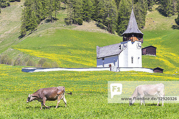 Weidende Kuh vor der Davoser Frauenkirche  Parc Ela  Prettigau/Davos  Graubünden  Schweiz  Europa
