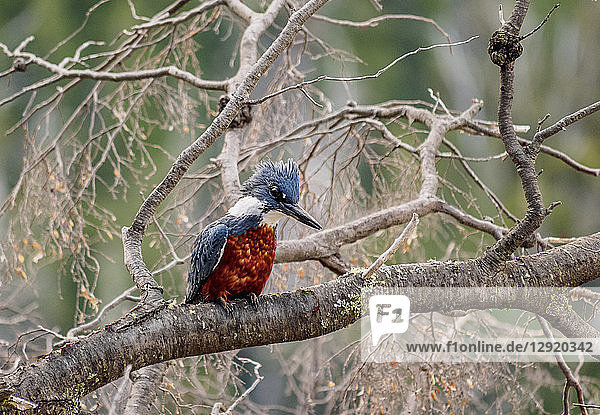 Ringeisvogel (Megaceryle torquata) am Gutierrez-See  Nahuel Huapi-Nationalpark  Provinz Rio Negro  Argentinien  Südamerika