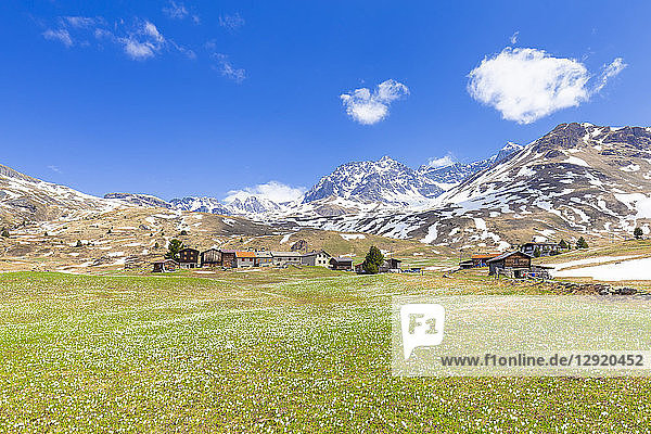 Blüte des Krokus auf der Alp Flix  Sur  Surses  Parc Ela  Region Albula  Kanton Graubünden  Schweiz