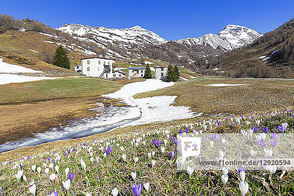 Blüte des Crocus nivea bei den Berghütten am Berninapass  Valposchiavo  Kanton Graubünden  Schweiz
