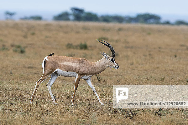 A Grant's gazelle (Nanger granti) walking  Tanzania  East Africa  Africa