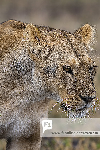 Lion (Panthera leo)  Ndutu  Ngorongoro Conservation Area  Serengeti  Tanzania  East Africa  Africa