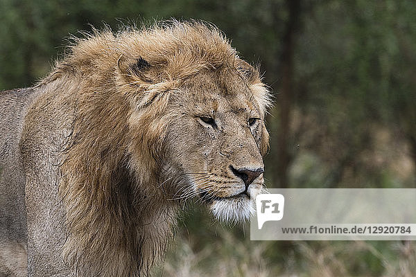 Lion (Panthera leo)  Ndutu  Ngorongoro Conservation Area  Serengeti  Tanzania  East Africa  Africa