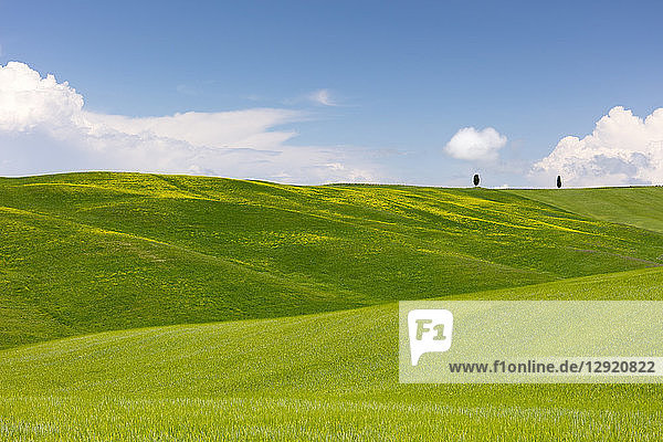 Grüne Felder  Zypressen und blauer Himmel im Val d'Orcia  UNESCO-Weltkulturerbe  Toskana  Italien