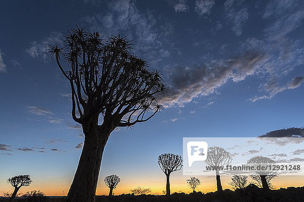 Quiver tree at sunset (kokerboom) (Aloidendron dichotomu) (formerly Aloe dichotoma)  Quiver Tree Forest  Keetmanshoop  Namibia  Africa