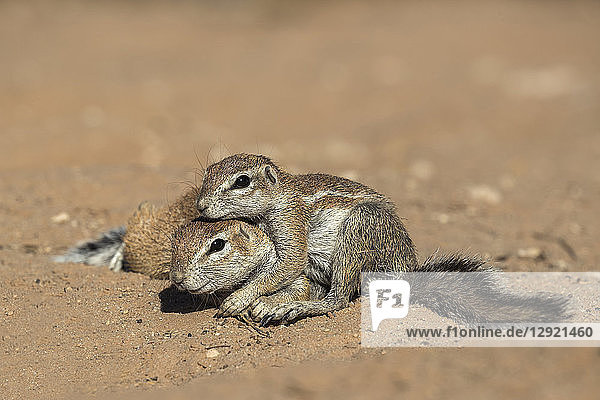 Ground squirrels (Xerus inauris)  Kgalagadi Transfrontier Park  Northern Cape  South Africa  Africa